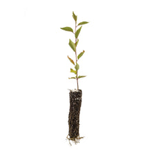 Load image into Gallery viewer, Yoshino Cherry | Small Tree Seedling | The Jonsteen Company
