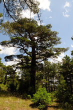 Load image into Gallery viewer, Afghan Pine | Small Tree Seedling | The Jonsteen Company