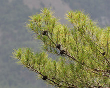 Load image into Gallery viewer, Afghan Pine | Medium Tree Seedling | The Jonsteen Company