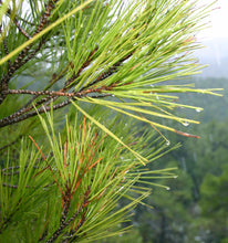 Load image into Gallery viewer, Afghan Pine | Medium Tree Seedling | The Jonsteen Company