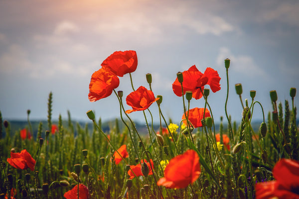 Alaska Red Poppy | Flower Seed Grow Kit | The Jonsteen Company