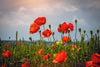 Alaska Red Poppy | Flower Seed Grow Kit | The Jonsteen Company