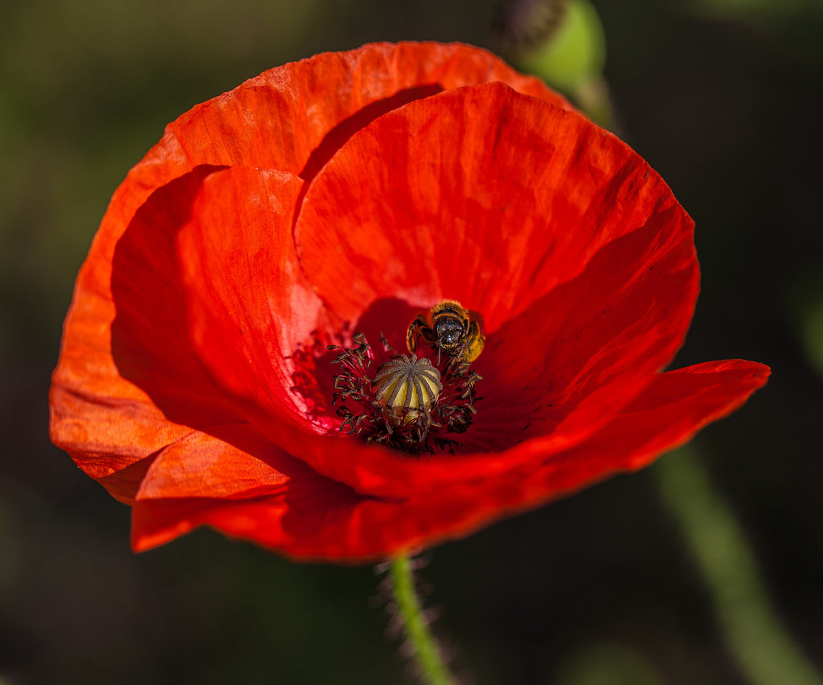 Alaska Red Poppy | Flower Seed Grow Kit