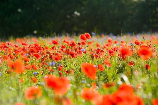 Alaska Red Poppy | Flower Seed Grow Kit | The Jonsteen Company