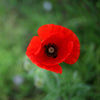 Alaska Red Poppy | Flower Seed Grow Kit | The Jonsteen Company