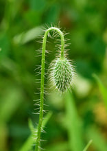 Load image into Gallery viewer, Alaska Red Poppy | Flower Seed Grow Kit | The Jonsteen Company