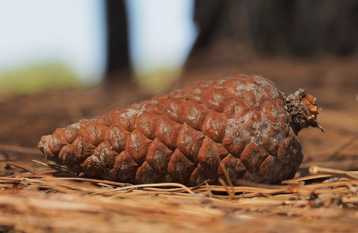 50 SMALL PINE CONES 2 1/2 European Aleppo - Crafts - Use like small  Ponderosa