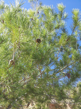 Load image into Gallery viewer, Aleppo Pine | Medium Tree Seedling | The Jonsteen Company