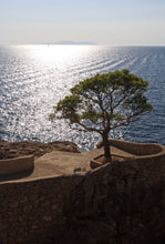 Load image into Gallery viewer, Aleppo Pine | Medium Tree Seedling | The Jonsteen Company