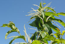 Load image into Gallery viewer, American Chestnut | Medium Tree Seedling | The Jonsteen Company