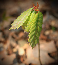 Load image into Gallery viewer, American Chestnut | Medium Tree Seedling | The Jonsteen Company