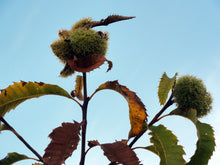 Load image into Gallery viewer, American Chestnut | Medium Tree Seedling | The Jonsteen Company