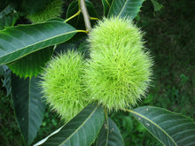 Load image into Gallery viewer, American Chestnut | Medium Tree Seedling | The Jonsteen Company