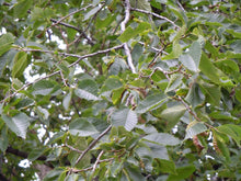 Load image into Gallery viewer, The Oklahoma City Survivor Tree | American Elm | The Jonsteen Company