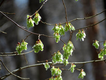 Load image into Gallery viewer, The Oklahoma City Survivor Tree | American Elm | The Jonsteen Company