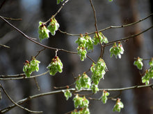 Load image into Gallery viewer, Oklahoma City Survivor Tree | Small Tree Seedling | The Jonsteen Company