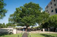 Load image into Gallery viewer, The Oklahoma City Survivor Tree | American Elm | The Jonsteen Company