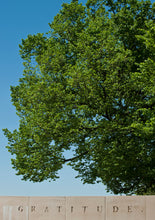 Load image into Gallery viewer, Oklahoma City Survivor Tree | Small Tree Seedling | The Jonsteen Company