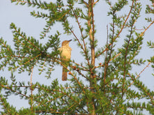 Load image into Gallery viewer, American Larch | Large Tree Seedling | The Jonsteen Company