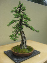 Load image into Gallery viewer, American Larch | Large Tree Seedling | The Jonsteen Company
