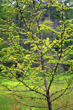 Load image into Gallery viewer, American Larch | Large Tree Seedling | The Jonsteen Company