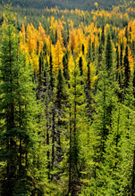 Load image into Gallery viewer, American Larch | Large Tree Seedling | The Jonsteen Company