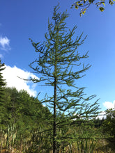 Load image into Gallery viewer, American Larch | Large Tree Seedling | The Jonsteen Company