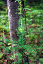 Load image into Gallery viewer, American Larch | Large Tree Seedling | The Jonsteen Company