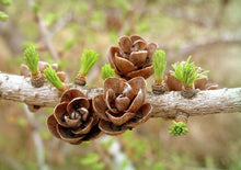 Load image into Gallery viewer, American Larch | Large Tree Seedling | The Jonsteen Company
