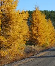 Load image into Gallery viewer, American Larch | Large Tree Seedling | The Jonsteen Company