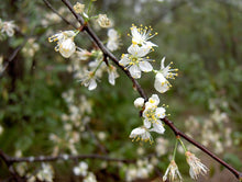 Load image into Gallery viewer, American Plum | Medium Tree Seedling | The Jonsteen Company