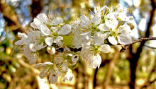 Load image into Gallery viewer, American Plum | Medium Tree Seedling | The Jonsteen Company