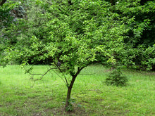 Load image into Gallery viewer, American Plum | Medium Tree Seedling | The Jonsteen Company