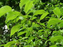 Load image into Gallery viewer, American Plum | Medium Tree Seedling | The Jonsteen Company