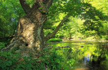 Load image into Gallery viewer, American Sycamore | Small Tree Seedling | The Jonsteen Company