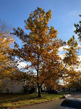 Load image into Gallery viewer, American Sycamore | Small Tree Seedling | The Jonsteen Company