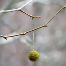 Load image into Gallery viewer, American Sycamore | Small Tree Seedling | The Jonsteen Company