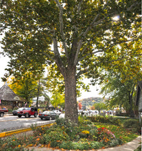 Load image into Gallery viewer, American Sycamore | Small Tree Seedling | The Jonsteen Company