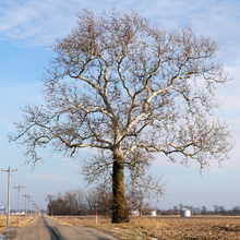 Load image into Gallery viewer, American Sycamore | Small Tree Seedling | The Jonsteen Company