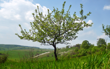 Load image into Gallery viewer, Antonovka Apple | Large Tree Seedling | The Jonsteen Company
