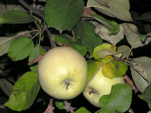 Load image into Gallery viewer, Antonovka Apple | Medium Tree Seedling | The Jonsteen Company