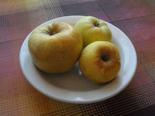 Load image into Gallery viewer, Antonovka Apple | Large Tree Seedling | The Jonsteen Company