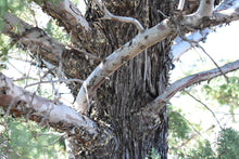 Load image into Gallery viewer, Arizona Cypress | Small Tree Seedling | The Jonsteen Company