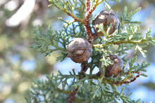 Load image into Gallery viewer, Arizona Cypress | Small Tree Seedling | The Jonsteen Company