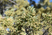 Load image into Gallery viewer, Arizona Cypress | Small Tree Seedling | The Jonsteen Company