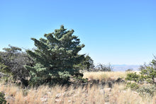 Load image into Gallery viewer, Arizona Cypress | Small Tree Seedling | The Jonsteen Company