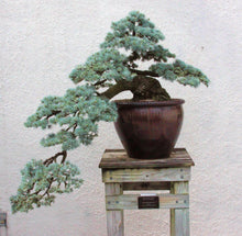 Load image into Gallery viewer, Atlas Cedar | Lot of 30 Tree Seedlings | The Jonsteen Company