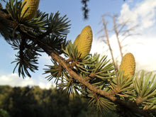 Load image into Gallery viewer, Atlas Cedar | Lot of 30 Tree Seedlings | The Jonsteen Company