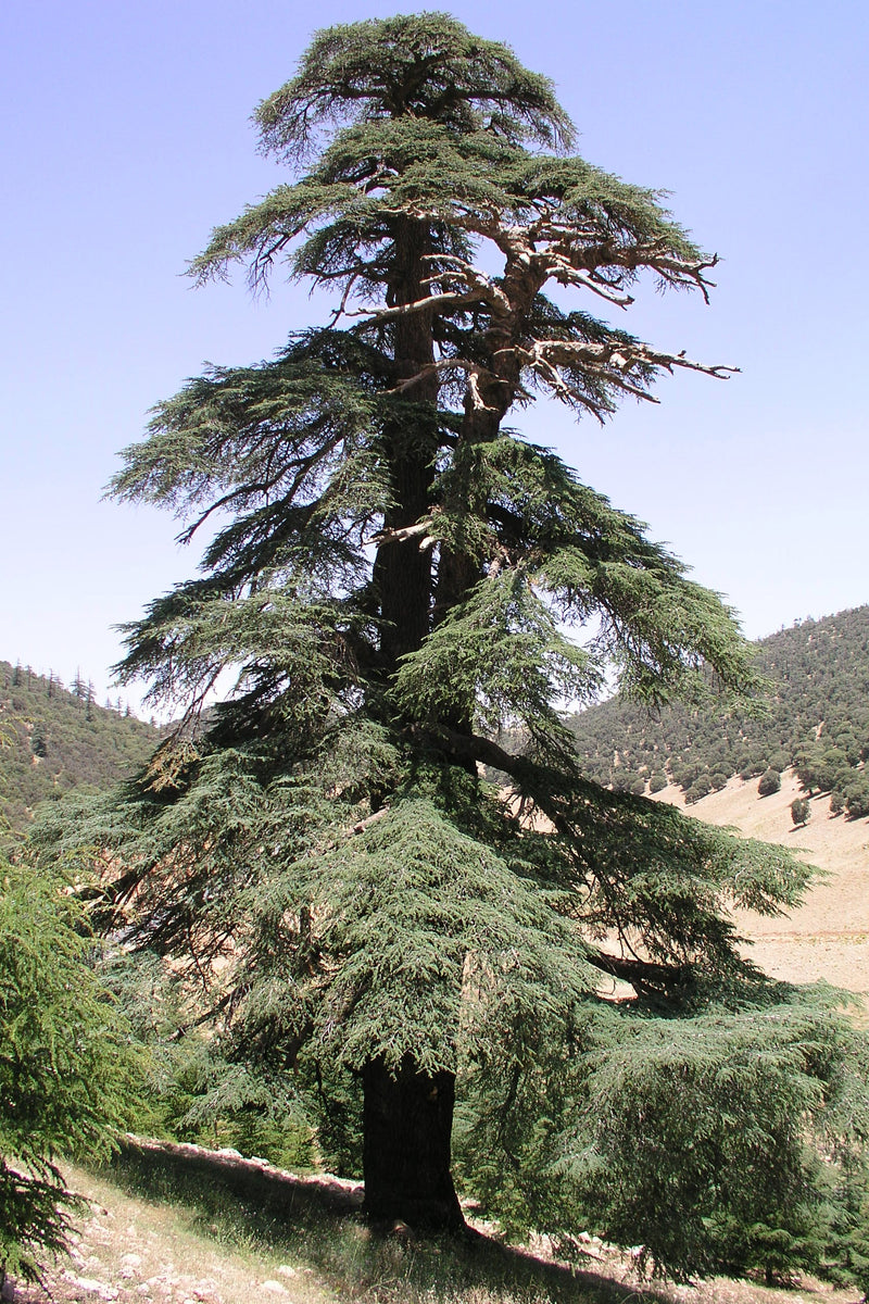 thumbnail image 2 of Cedrus Atlantica 'Blue Cascade' Atlas Cedar | Garden Center Marketing 2 of 11