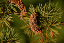 Load image into Gallery viewer, Atlas Cedar | Small Tree Seedling | The Jonsteen Company